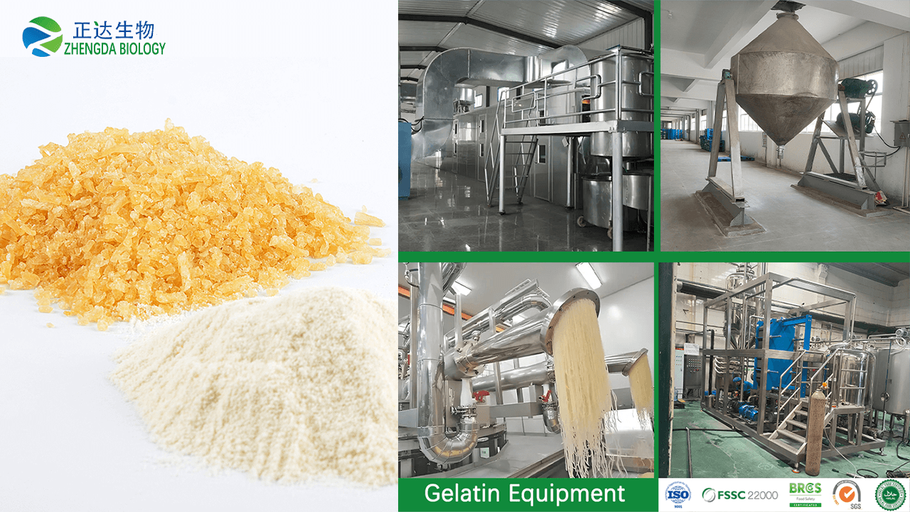 Gelatin Machinery Manufacturer - Gelatin Mechanical Equipment Manufacturing Plant